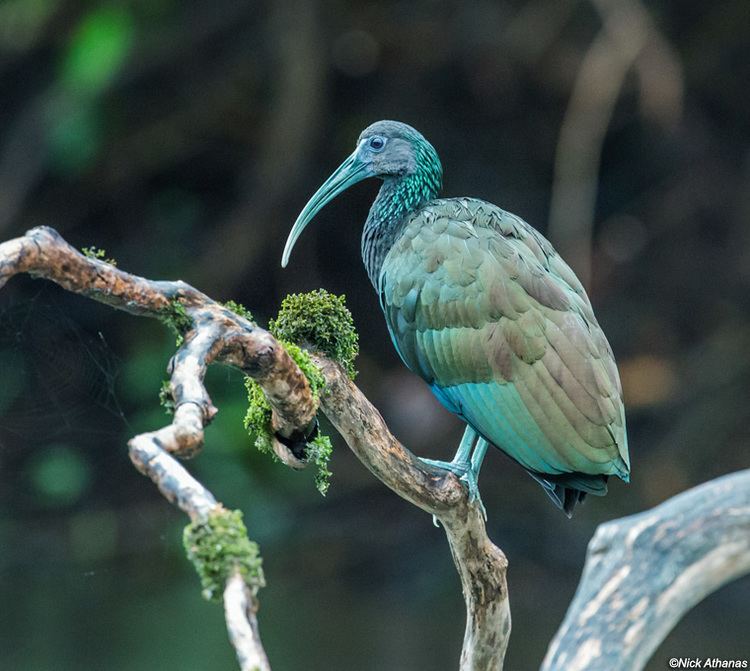 Green ibis antpittacom Photo Gallery Ibises and Spoonbills