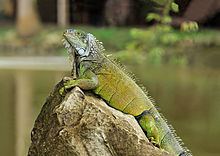 Green iguana Green iguana Wikipedia