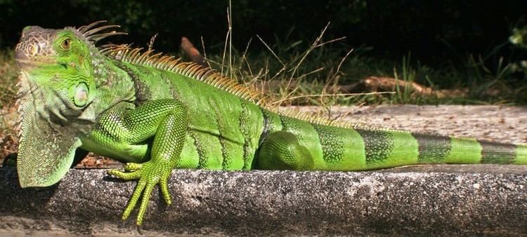 Green iguana Green Iguana Facts Salman39s Pets