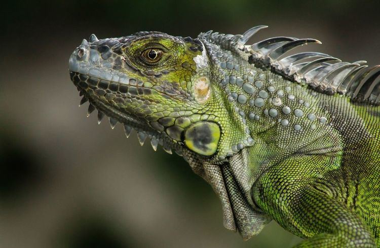 Green iguana yourshotnationalgeographiccomussfQYSUbVftsT7