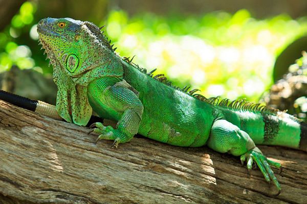 Green iguana Pantanal Escapes Green Iguana