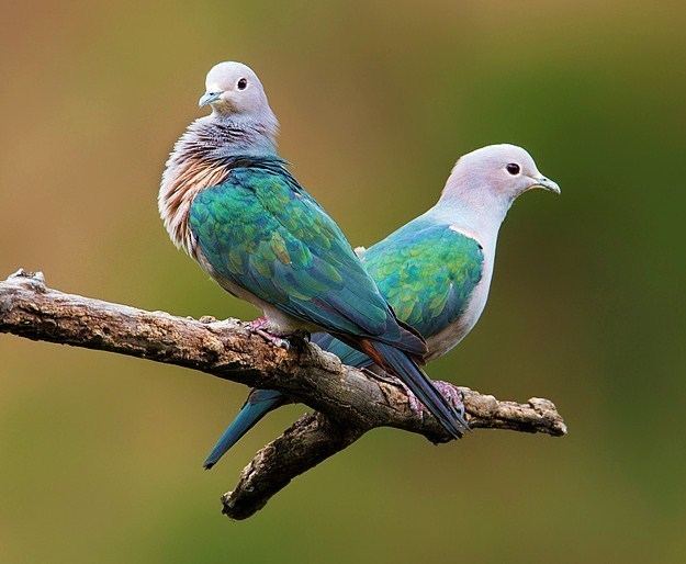 Green imperial pigeon Birds of the World Green imperialpigeon