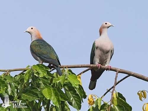 Green imperial pigeon Green ImperialPigeon