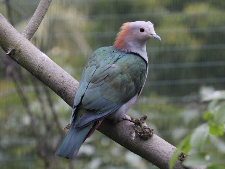 Green imperial pigeon httpsuploadwikimediaorgwikipediacommons99