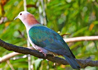 Green imperial pigeon Description of Green imperial pigeon Ducula aenea