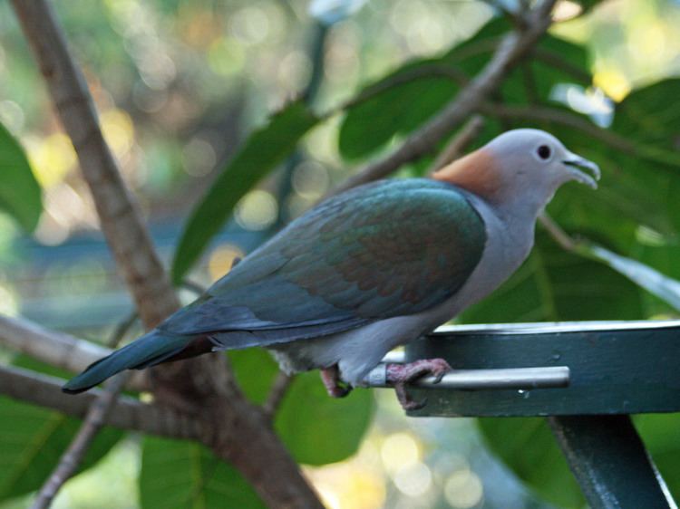 Green imperial pigeon FileGreen Imperial Pigeon SMTCjpg Wikimedia Commons