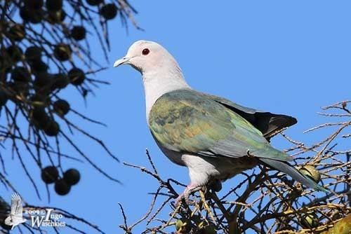 Green imperial pigeon Green ImperialPigeon