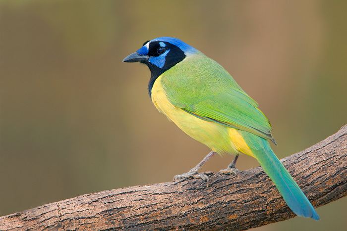 Green jay 1000 images about Birds Green Jay on Pinterest Patrick o39brian