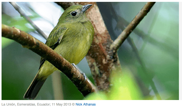 Green manakin John McCormack on Twitter quotWe show Green Manakin is an exception