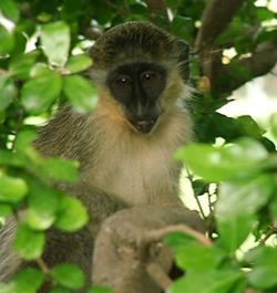 Green monkey Barbados Wildlife Green Monkey