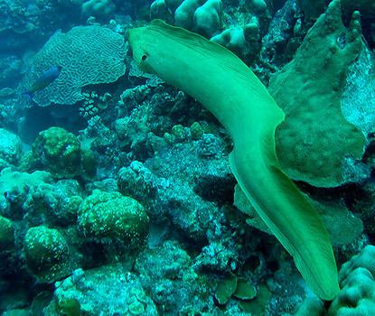 Green moray Green Moray Eels Gymnothorax funebris MarineBioorg