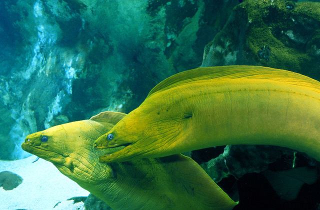 Green moray National Aquarium Green Moray Eel