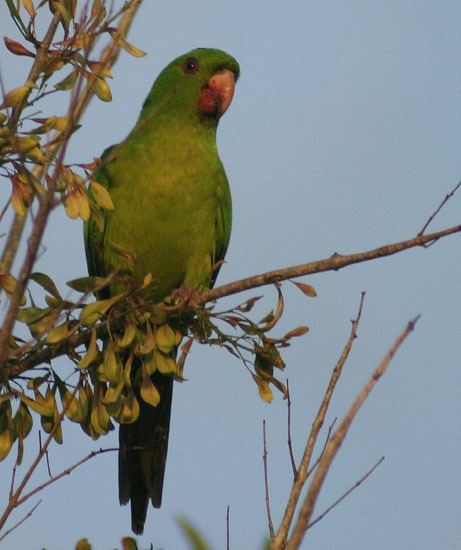Green parakeet httpsuploadwikimediaorgwikipediacommons88