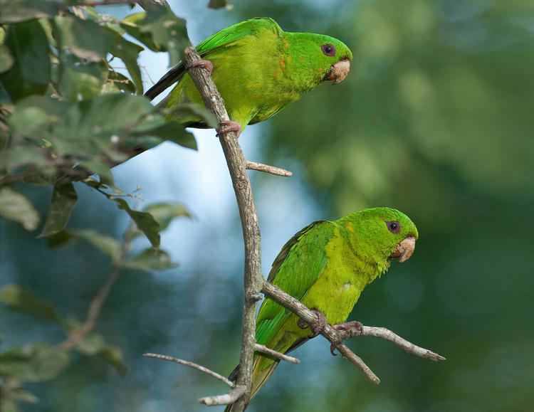 Green parakeet Green Parakeet Audubon Field Guide