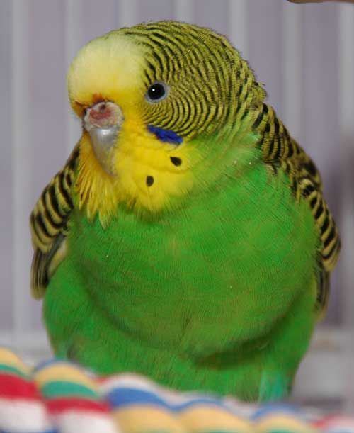 Green parakeet Green Parakeet Parrots Pinterest Growing up Parakeet and Unisex