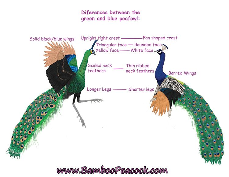 Green peafowl Green Peafowl Vs India Blue Peafowl