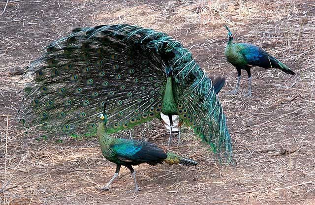 Green peafowl Green Peafowl Pavo muticus videos photos and sound recordings