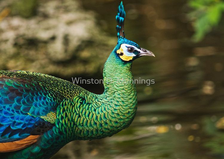 Green peafowl Green Peafowlquot by Winston D Munnings Redbubble