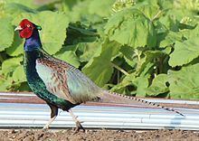 Green pheasant httpsuploadwikimediaorgwikipediacommonsthu