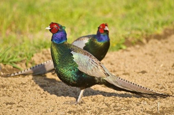 Green pheasant Green Pheasant The National bird of Japan The Likely Planet