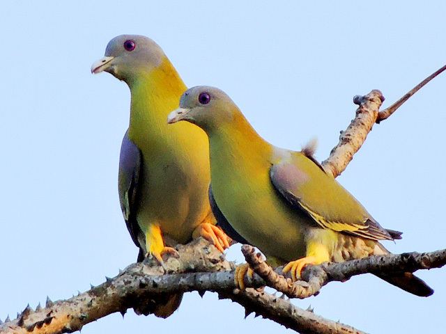 Green pigeon Yellowfooted green pigeon Wikipedia