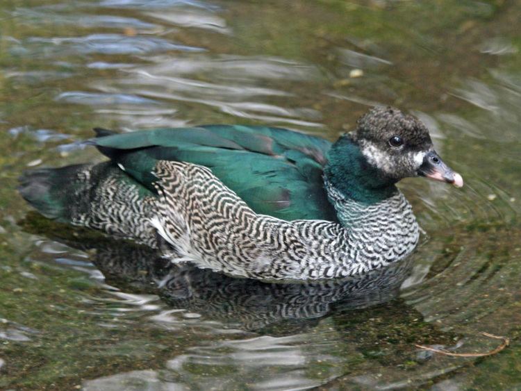 Green pygmy goose httpsuploadwikimediaorgwikipediacommons88
