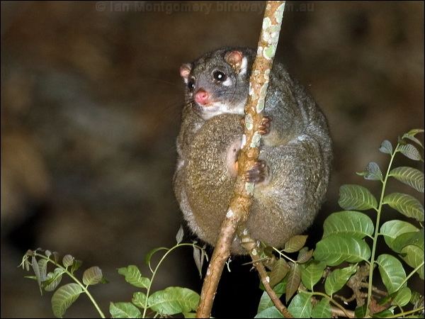 Green ringtail possum Green Ringtail Possum photo image 1 of 5 by Ian Montgomery at