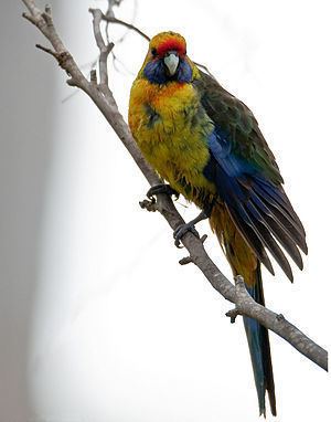 Green rosella httpsuploadwikimediaorgwikipediacommonsthu