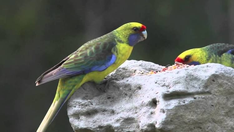 Green rosella Green Rosella Mountain Parrot YouTube