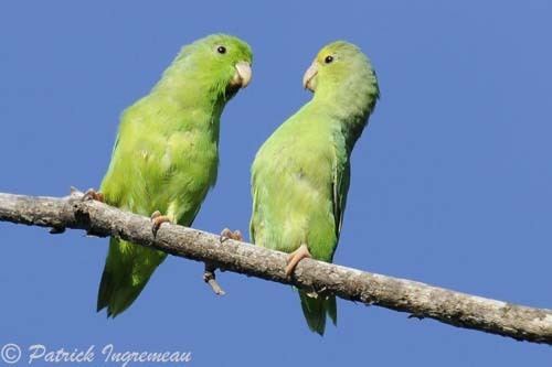 Green-rumped parrotlet Greenrumped Parrotlet