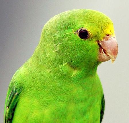 Green-rumped parrotlet greenrumpedparrotletjpg