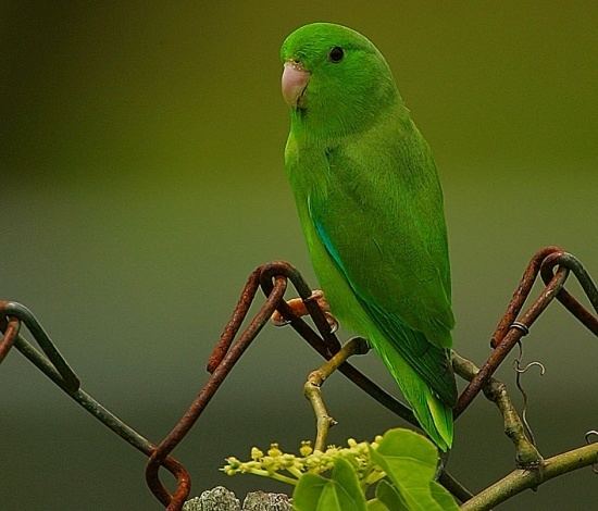 Green-rumped parrotlet wwwbirdforumnetopusimagesthumb551Greenrum