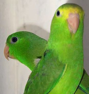 Green-rumped parrotlet Greenrumped Parrotlet