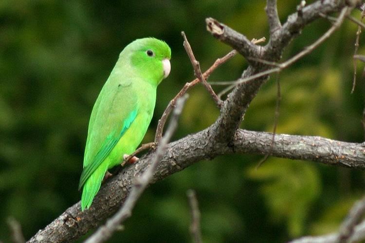 Green-rumped parrotlet Gallery of Greenrumped Parrotlet Forpus passerinus the Internet