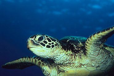 Green sea turtle Green Sea Turtle Facts for Kids Endangered Animals
