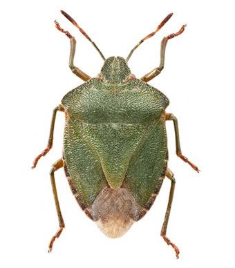 Green shield bug httpswwwopalexplorenatureorgsitesdefaultfi