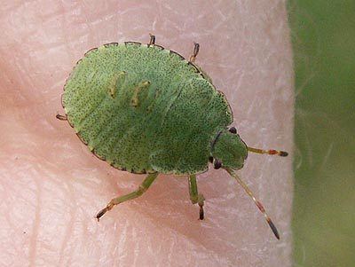 Green shield bug Pentatomidae Palomena prasina Green Shieldbug