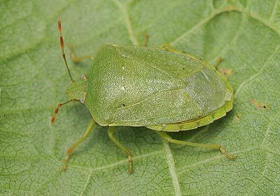 Green shield bug Pentatomidae Nezara viridula Southern Green Shieldbug