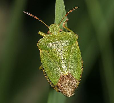 Green shield bug Pentatomidae Palomena prasina Green Shieldbug