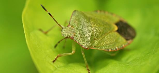 Green shield bug The Wildlife Trusts
