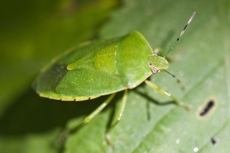 Green stink bug - Alchetron, The Free Social Encyclopedia