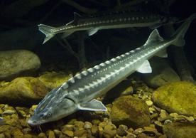 Green sturgeon MTHSEcology Green Sturgeon