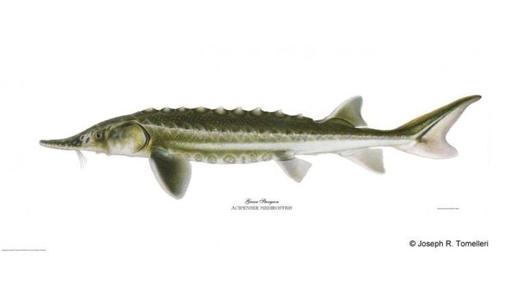 Green sturgeon Green sturgeon American Fishes