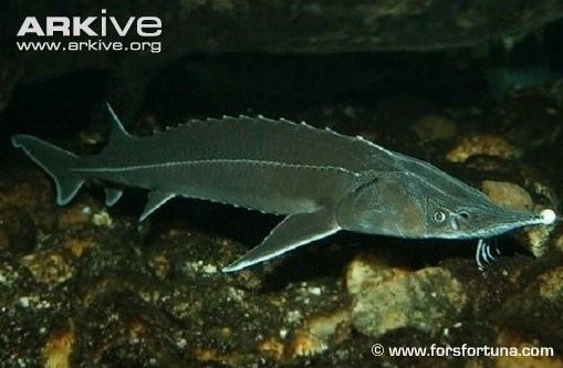 Green sturgeon MTHSEcology Green Sturgeon