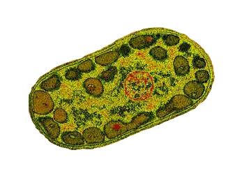 A green sulfur bacteria.