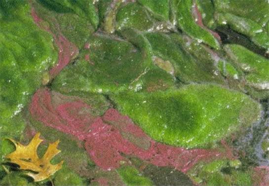 A purple and green sulfur bacteria.