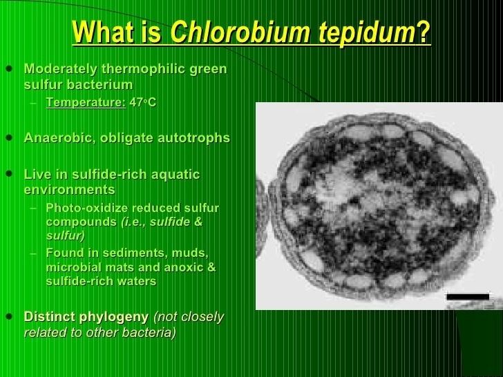 Poster about Chlorobium tepidum