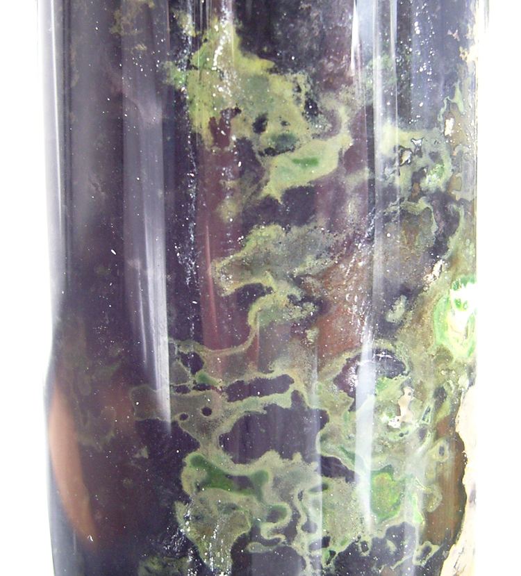 A green sulfur bacteria inside a container.