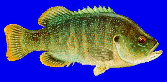 Green sunfish Green Sunfish Lepomis cyanellus