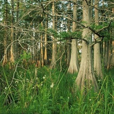 Green Swamp (Florida) httpswwwswfwmdstateflusimaged7f3e19c9e86d